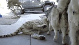 北大校训讲话,北大校训天行健君子自强不息