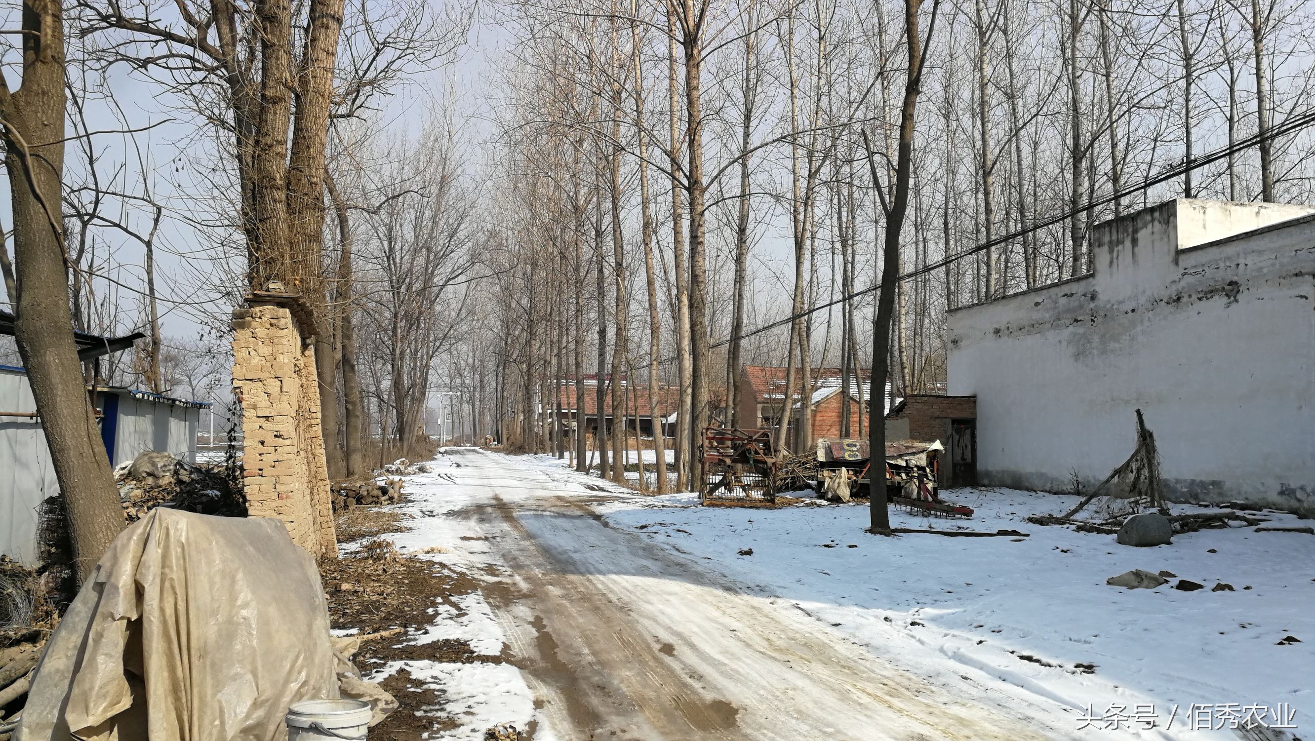 小伙种植中药材年赚百万,村里种植中药材年入百万