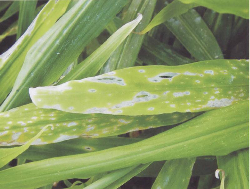 姜斑点病的症状及防治措施