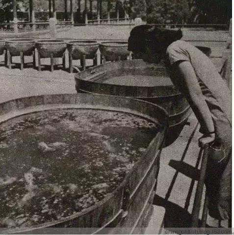 古人夏天如何养鱼,古人养鱼