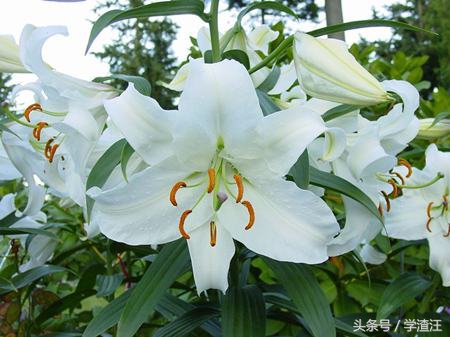 香水百合水养和土养花期区别,香水百合水培怎么养开花比较快