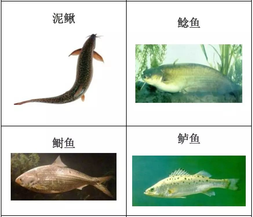 水产品种类及图片,常见的淡水鱼你认识多少