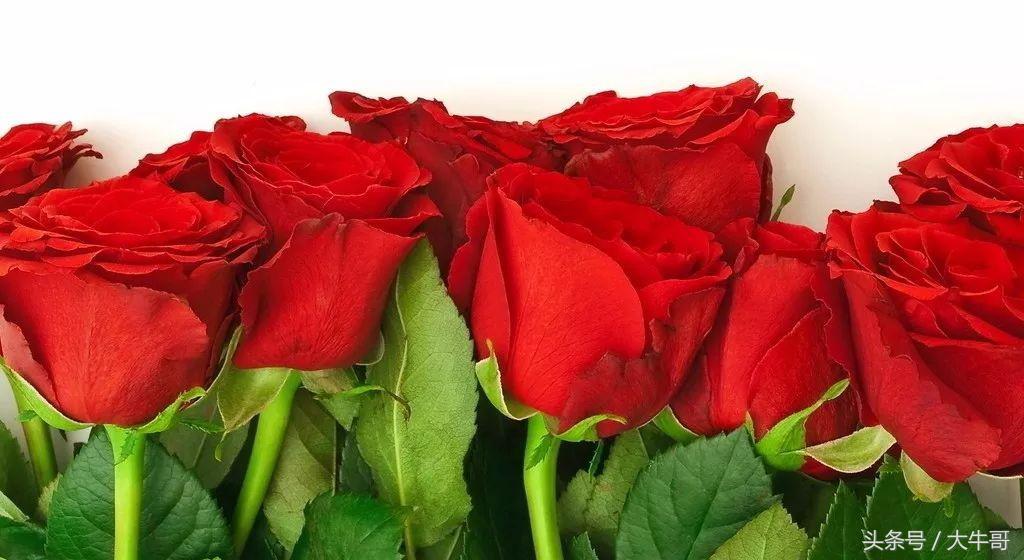 十种玫瑰花的寓意和花语,玫瑰花1-10朵代表含义