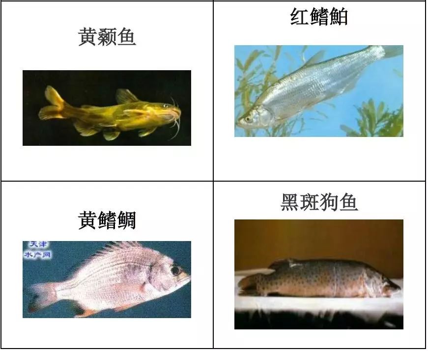 水产品种类及图片,常见的淡水鱼你认识多少