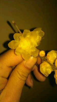 素心腊梅和檀香腊梅哪个比较香,怎么分辨正宗素心腊梅