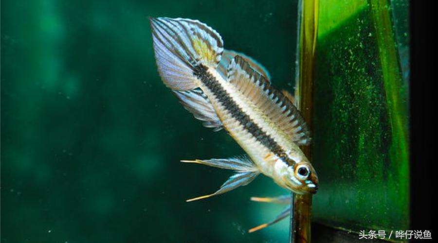 南美短鲷超红,南美短鲷喜欢的环境