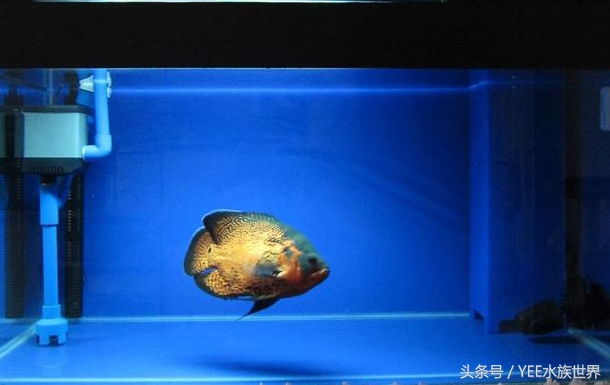 水温多少度合适硝化细菌繁殖,硝化细菌温度高繁殖得快还是慢