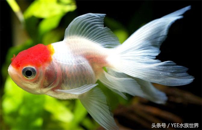 水温多少度合适硝化细菌繁殖,硝化细菌温度高繁殖得快还是慢