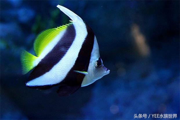 水温多少度合适硝化细菌繁殖,硝化细菌温度高繁殖得快还是慢