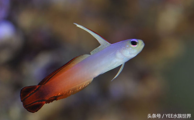 水温多少度合适硝化细菌繁殖,硝化细菌温度高繁殖得快还是慢