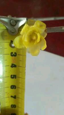 素心腊梅和檀香腊梅哪个比较香,怎么分辨正宗素心腊梅