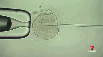 谢娜跟张杰是有双胞胎基因吗,谢娜张杰第一胎是双胞胎吗