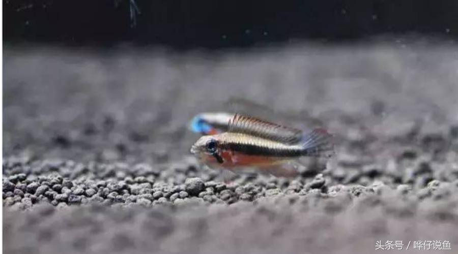 南美短鲷超红,南美短鲷喜欢的环境