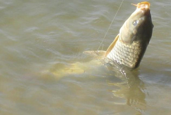 各类钓鱼小药的使用方法及效果,千里香钓鱼小药合适什么季节使用