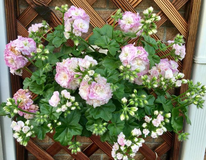 天竺葵好看又好养的品种有哪些 (天竺葵哪些品种漂亮好看又好养)