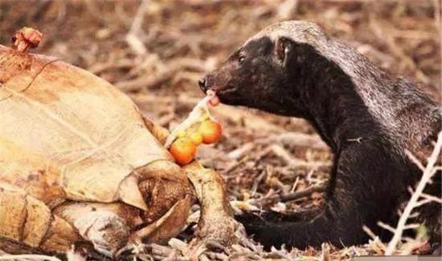 平头哥蜜獾经典事迹,平头哥蜜獾一生在干什么