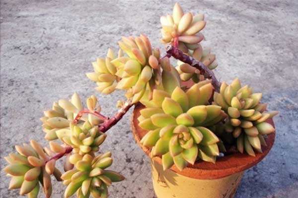 怎样养多肉植物吸甲醛,多肉植物能够吸附甲醛