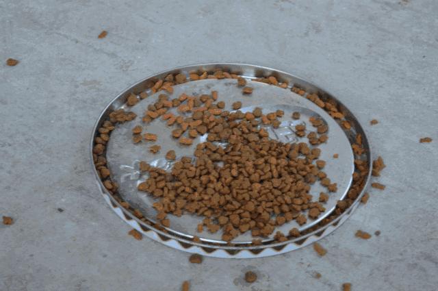 别担心，医学院的猫都还挺好的