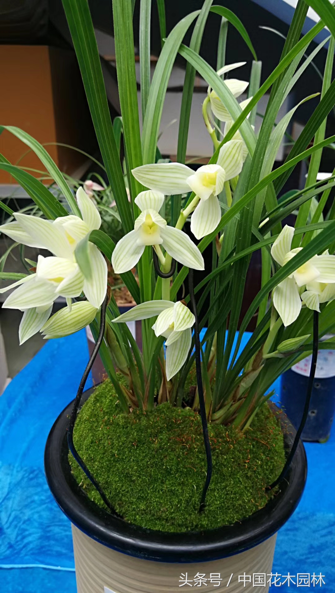 保山兰展获奖兰花图片,保山兰展特金奖兰花图片