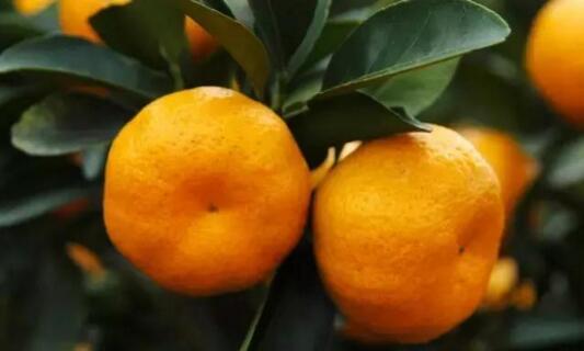 南丰蜜桔产区优势条件,南丰蜜桔合适南方种植吗
