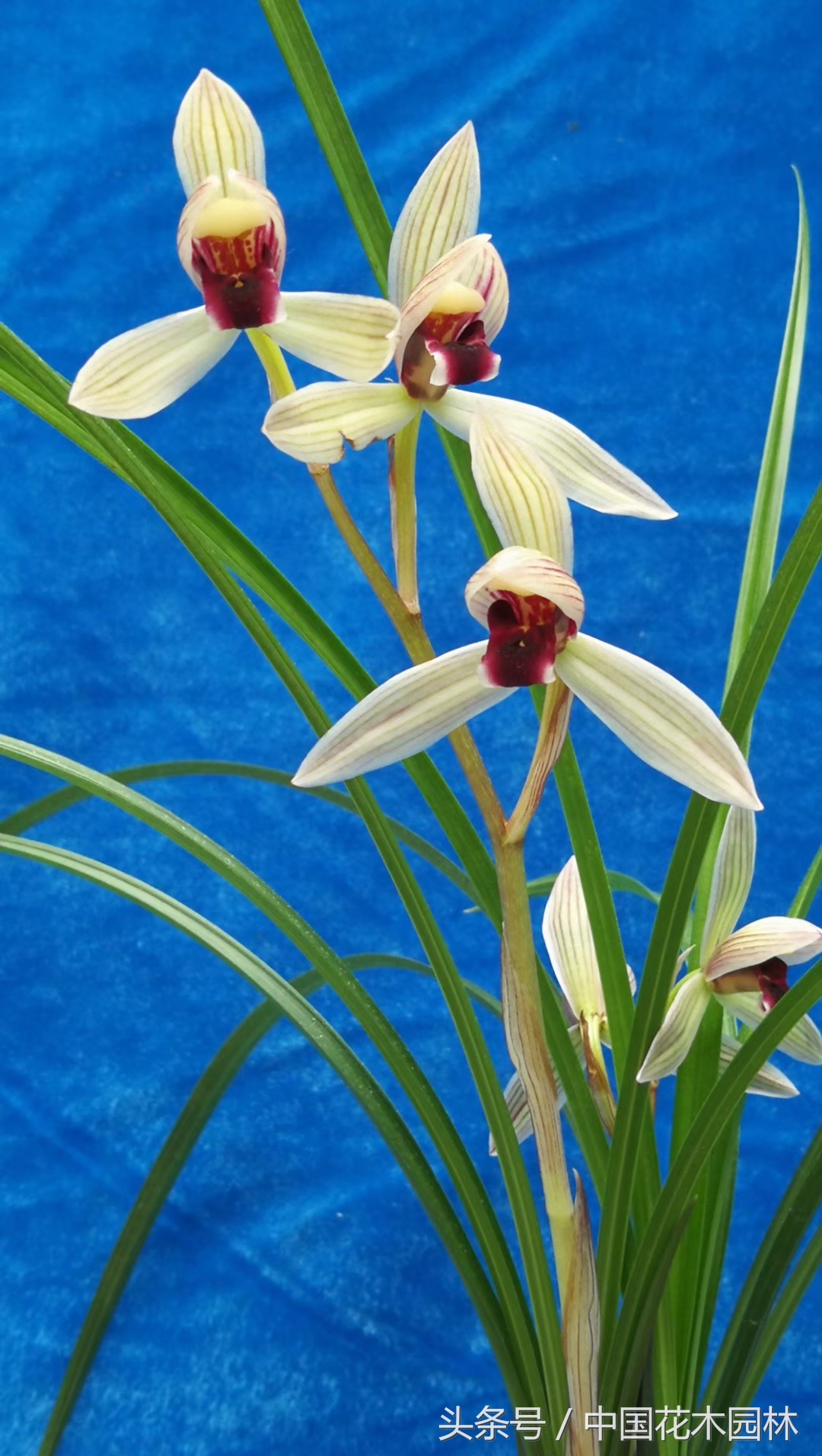 保山兰展获奖兰花图片,保山兰展特金奖兰花图片