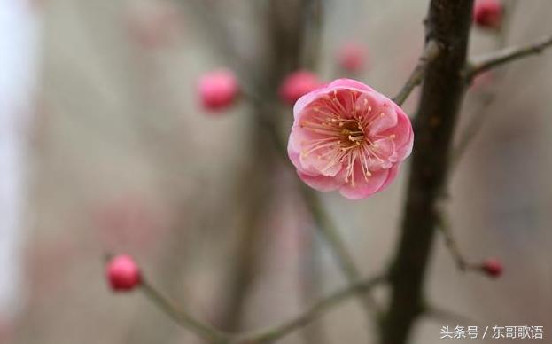 二十四节气之立春,二十四节气之立春歌曲原唱