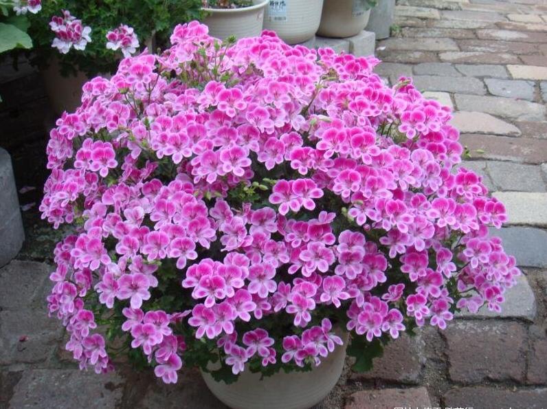 天竺葵好看又好养的品种有哪些 (天竺葵哪些品种漂亮好看又好养)