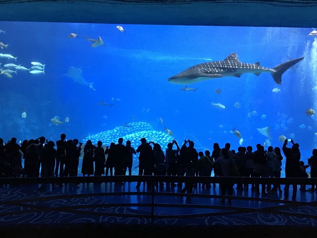 两天一晚珠海长隆旅游攻略,珠海长隆旅行一日游需要准备什么