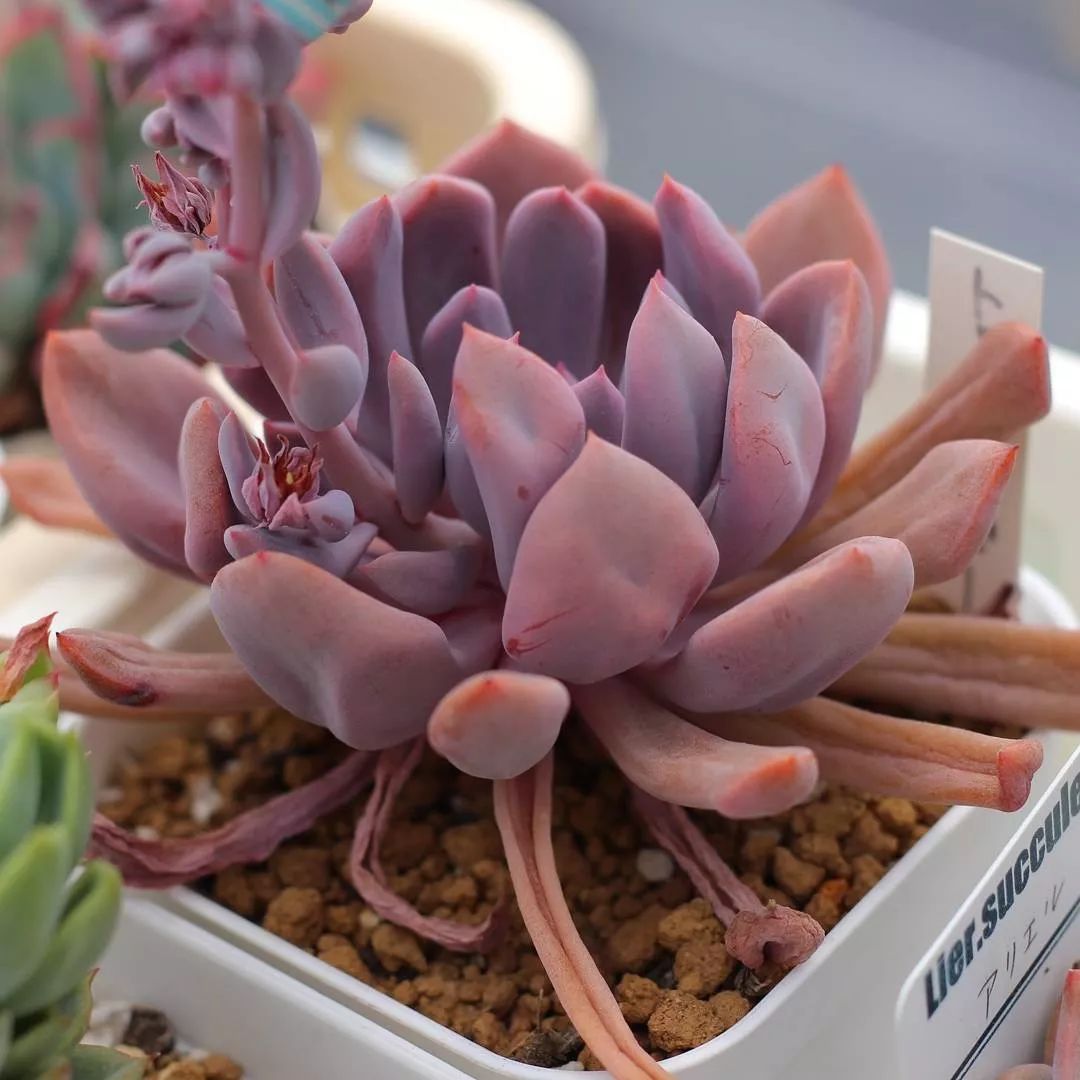 爱神丘比特多肉,多肉爱神丘比特