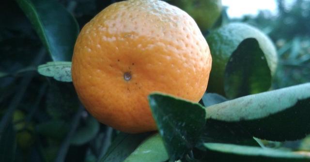 南丰蜜桔产区优势条件,南丰蜜桔合适南方种植吗