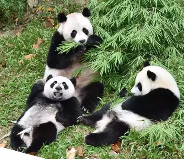 现在去广州长隆度假区旅游攻略,史上最全广州长隆度假区旅游攻略