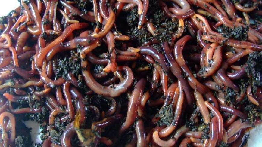 野钓能用什么鱼饵最好,野钓用什么饵避开小杂鱼