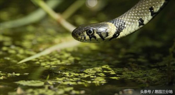 十二生肖传奇之生肖蛇,十二生肖蛇生辰八字