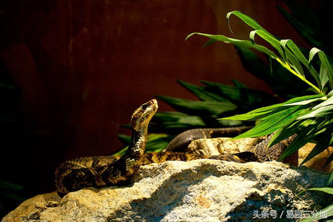 十二生肖传奇之生肖蛇,十二生肖蛇生辰八字