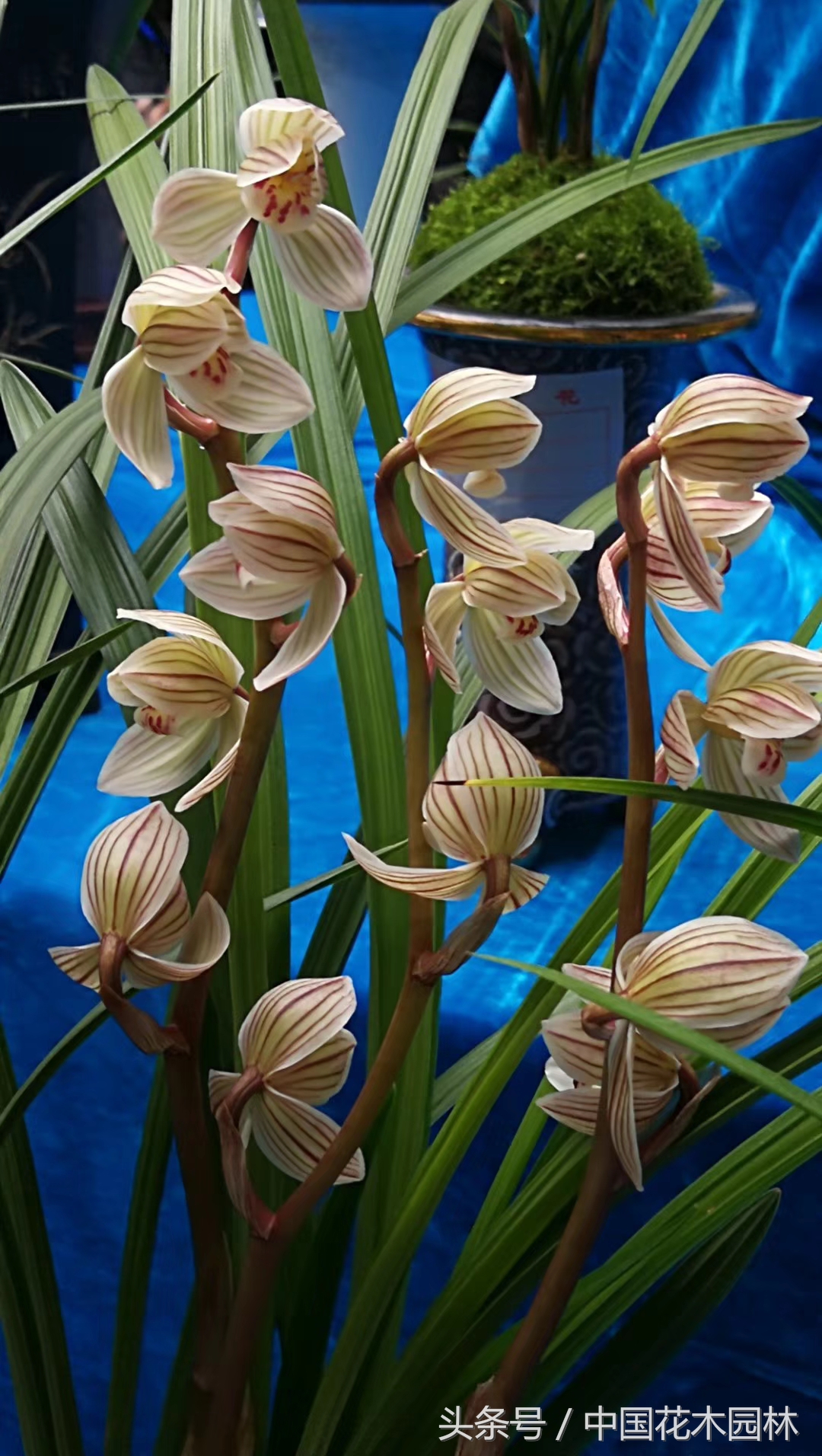 保山兰展获奖兰花图片,保山兰展特金奖兰花图片