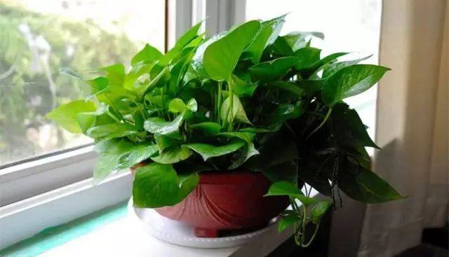 绿萝怎么养才能让绿萝更旺盛,怎样养绿萝才能让绿萝长得更快