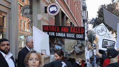 国内的鹅跟国外的鹅的区别,海外鹅与国内鹅