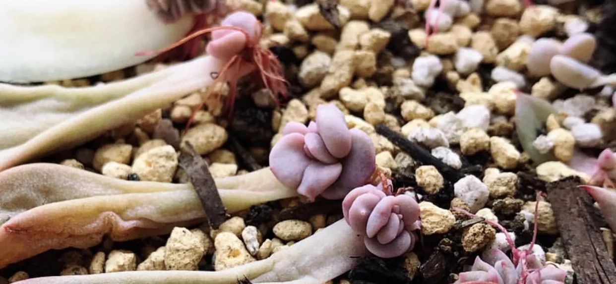 爱神丘比特多肉,多肉爱神丘比特