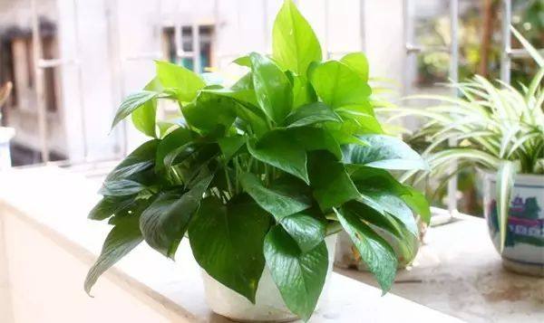 绿萝怎么养才能让绿萝更旺盛,怎样养绿萝才能让绿萝长得更快