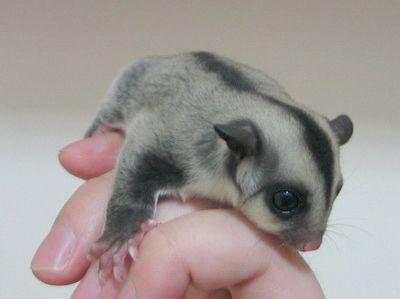 养宠物动不动就犯法养什么好,盘点懒人合适养的几种宠物