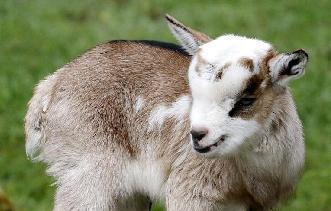 养宠物动不动就犯法养什么好,盘点懒人合适养的几种宠物