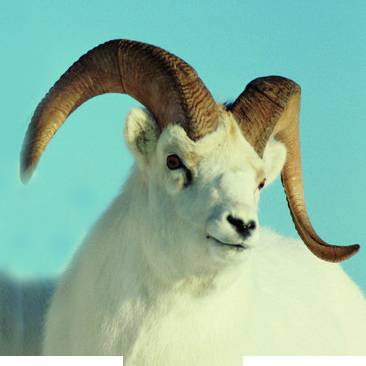 十二生肖提升运气和财运的方法,十二生肖接福接财运