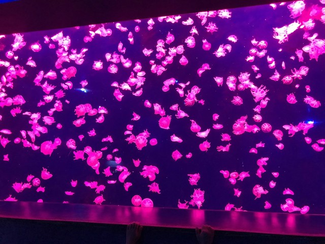 两天一晚珠海长隆旅游攻略,珠海长隆旅行一日游需要准备什么