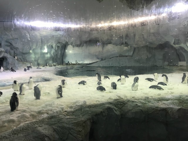 两天一晚珠海长隆旅游攻略,珠海长隆旅行一日游需要准备什么