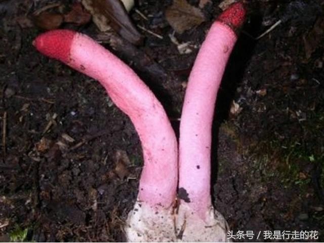 花儿大都香飘万里，但这些花在自然界却是以臭闻名！你认识几种？