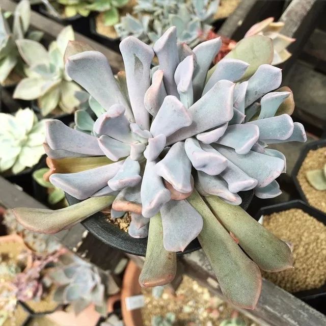 爱神丘比特多肉,多肉爱神丘比特