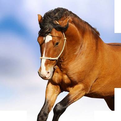 十二生肖提升运气和财运的方法,十二生肖接福接财运