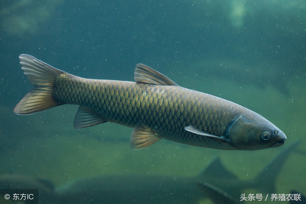 网箱里养殖草鱼到底能赚多少钱,池塘草鱼和网箱草鱼