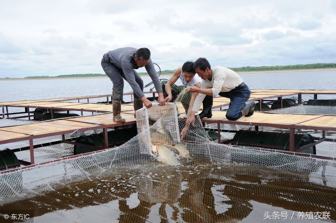 网箱里养殖草鱼到底能赚多少钱,池塘草鱼和网箱草鱼