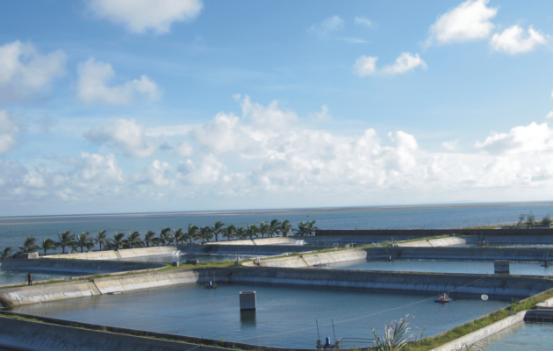 最好的虾苗品牌,新品虾苗